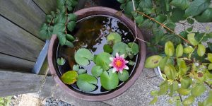今年は咲きました。