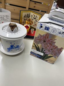 綺麗に咲いたアマリリス