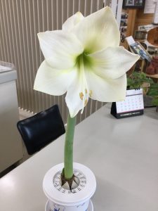 アマリリス2鉢目