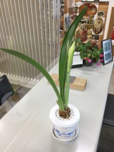 アマリリス3鉢目