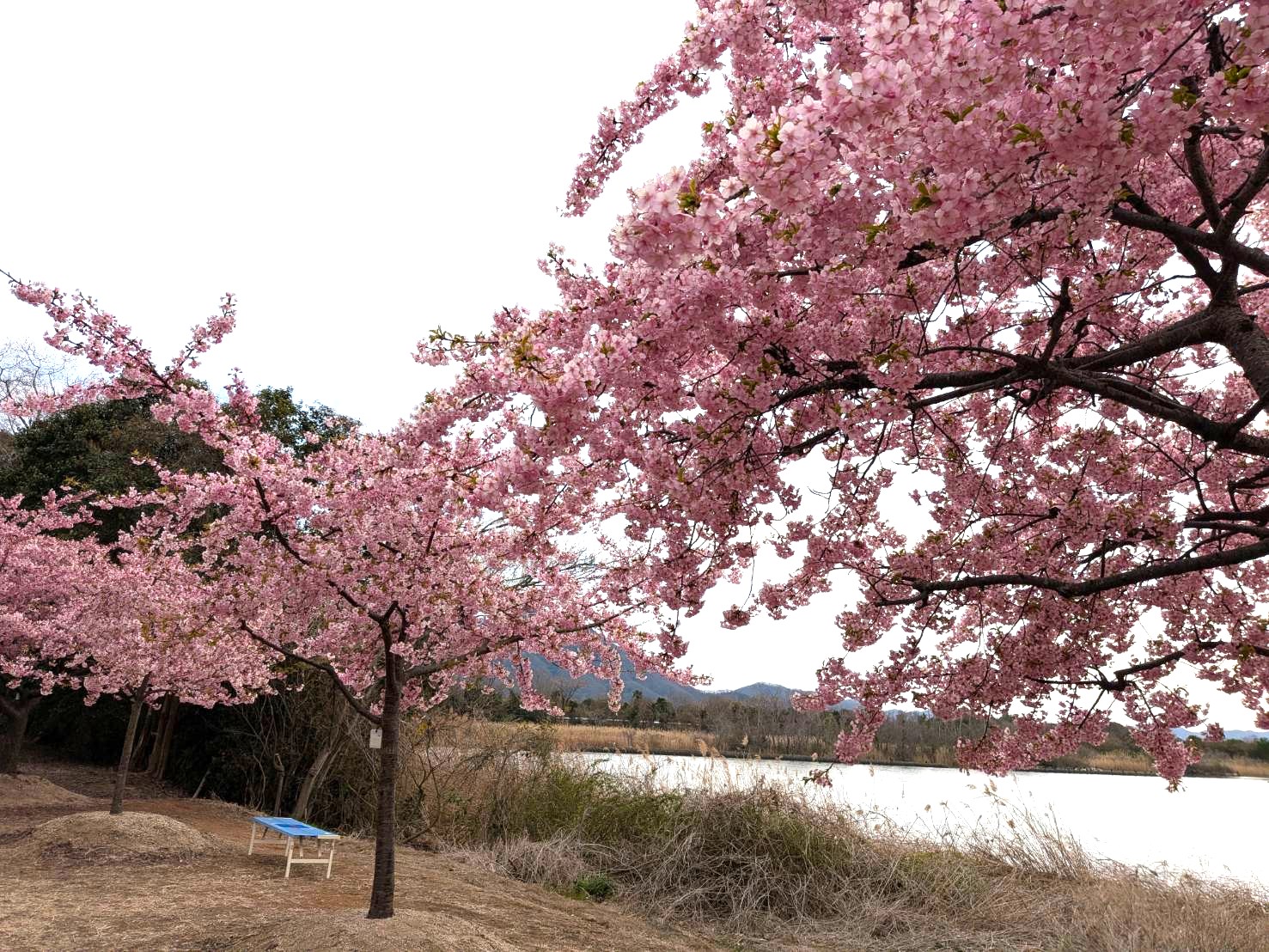 オシャレなカーショップが完成しました