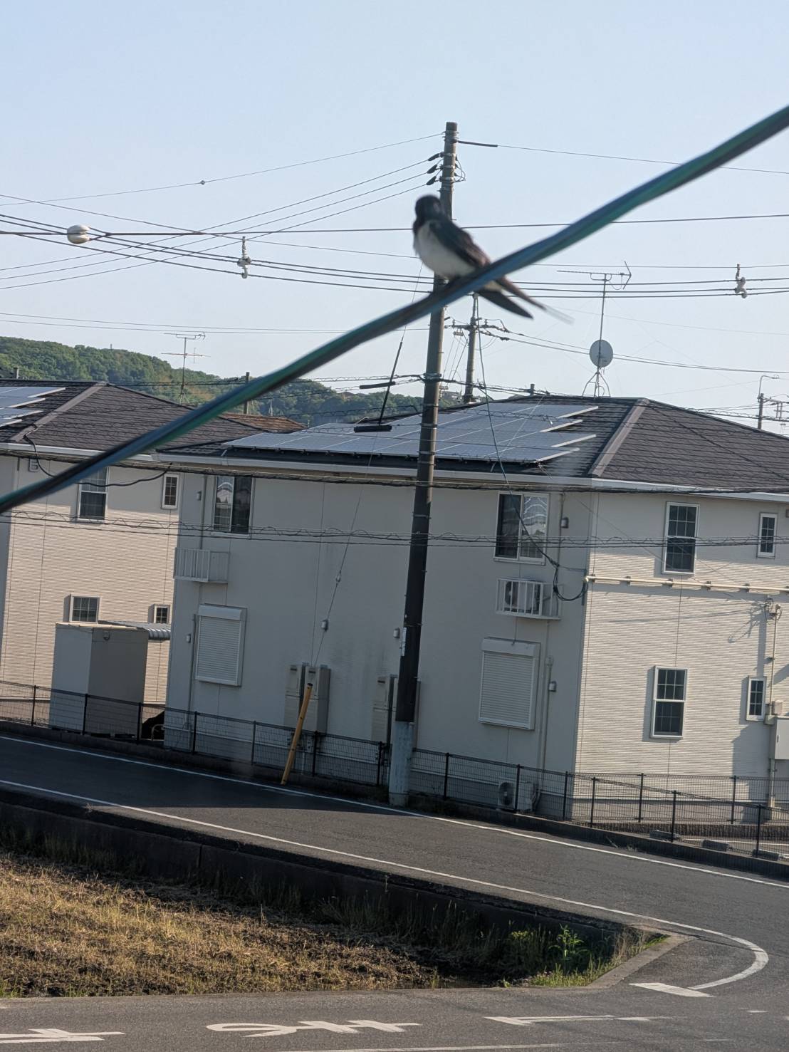 ツバメ